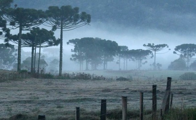 Sul do Brasil e MS podem ter geada forte Foto:Divulgação