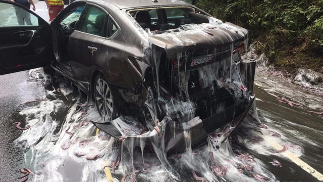 Caminhão cheio de enguias capota e deixa rastro de gosma nos EUA. (Foto: BBC)