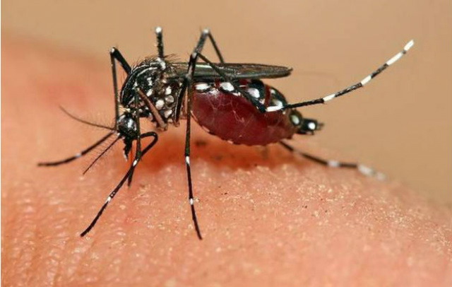 A associação ficará vigilante contra o vírus da Chikungunya. (Foto: Divulgação)