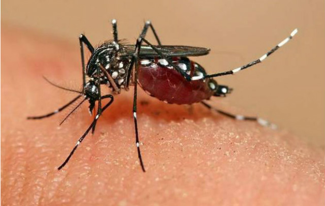 ABHH orienta população dos riscos de transfusão de sangue contaminado com o vírus Chikungunya A associação ficará vigilante contra o vírus da Chikungunya. (Foto: Divulgação)