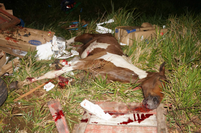 Duas vítimas fatais ficaram presas nas ferragens dos caminhões e os cinco cavalos que morreram no local (Foto: Diego Oliveira/Rádio Portal News)