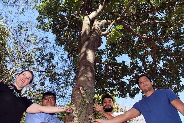 Lagoa Maior ganha 120 mudas de Orquídeas As árvores que receberam as flores foram identificadas para que se avalie (Foto:Assessoria)