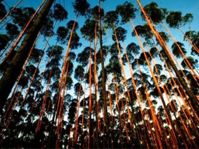 Senado discute incentivo para florestas plantadas no país Foram destacadas as possibilidades de utilização de florestas plantadas para produção de biomassa (Foto: Cenário MT)
