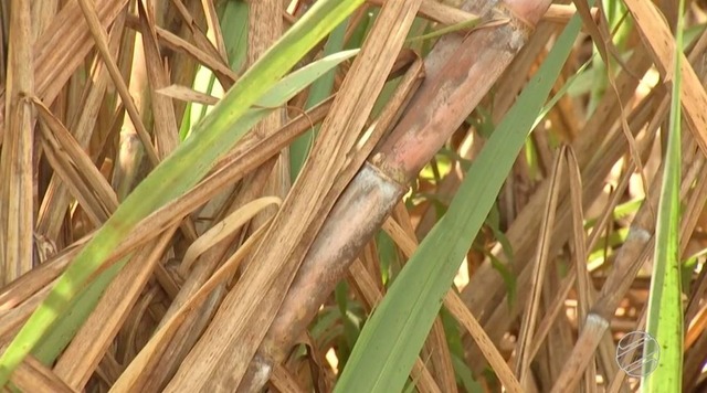 Com aumento da produção de cana-de-açúcar, estado teve mais matéria-prima disponível para processar etanol — Foto: Reprodução/TV Morena