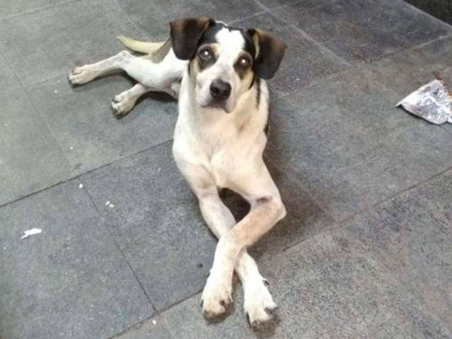 Manchinha foi morta há quase um mês. Foto: Reprodução