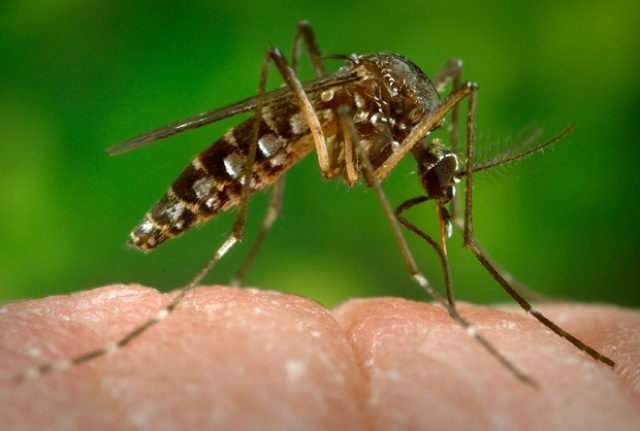 Cientistas tentam entender um pouco mais sobre o zika (Foto: Divulgação)