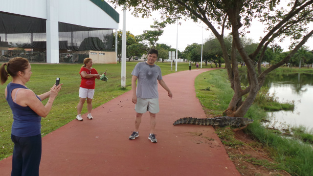 Lagoa Maior: Um pedaço do Pantanal no centro de Três Lagoas O jacaré de papo amarelo é umas das atrações da Lagoa Maior e virou modelo para selfies dos frequentadores (Foto: Ricardo Ojeda)