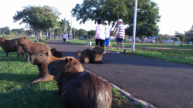 Lagoa Maior: Um pedaço do Pantanal no centro de Três Lagoas Bando de capivaras descansam sem se incomodar com a presença das pessoas fazendo caminhada (Foto: Ricardo Ojeda)