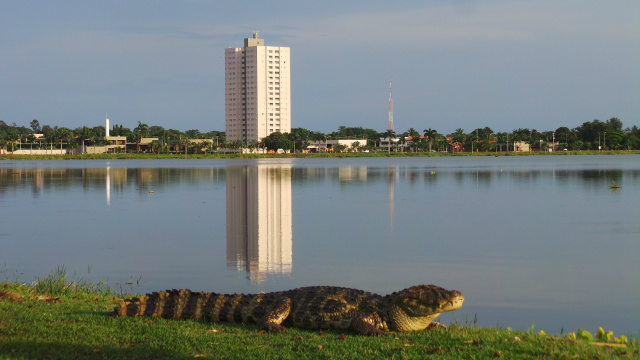 Contrastando com o cenário urbano ao fundo, o jacaré toma banho de sol tranquilamente nas margens da Lagoa Maior (Foto: Ricardo Ojeda)