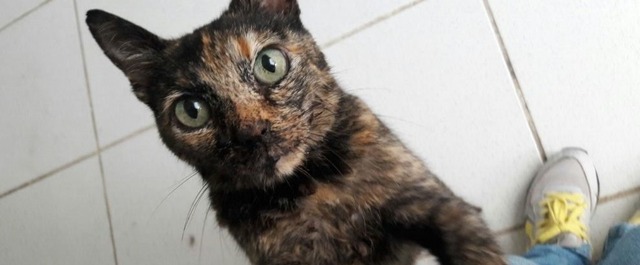 Gata some por meses e tem 'crise de ciúme' ao voltar para casa e encontrar 'substituta' Saura ficou sumida por cinco meses com uma doença grave (Foto: Arquivo Pessoal/Divulgação)