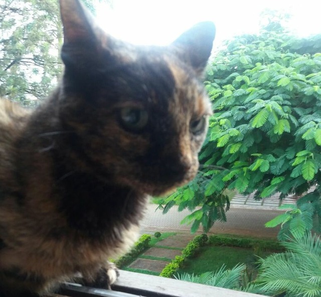 Gata some por meses e tem 'crise de ciúme' ao voltar para casa e encontrar 'substituta' Mãe de Ana tirou uma foto do momento em que Saura reapareceu deitada na janela de casa (Foto: Arquivo Pessoal/Divulgação)