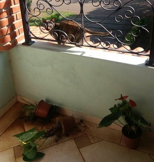 Gata some por meses e tem 'crise de ciúme' ao voltar para casa e encontrar 'substituta' De acordo com a família, Saura derrubou vasos