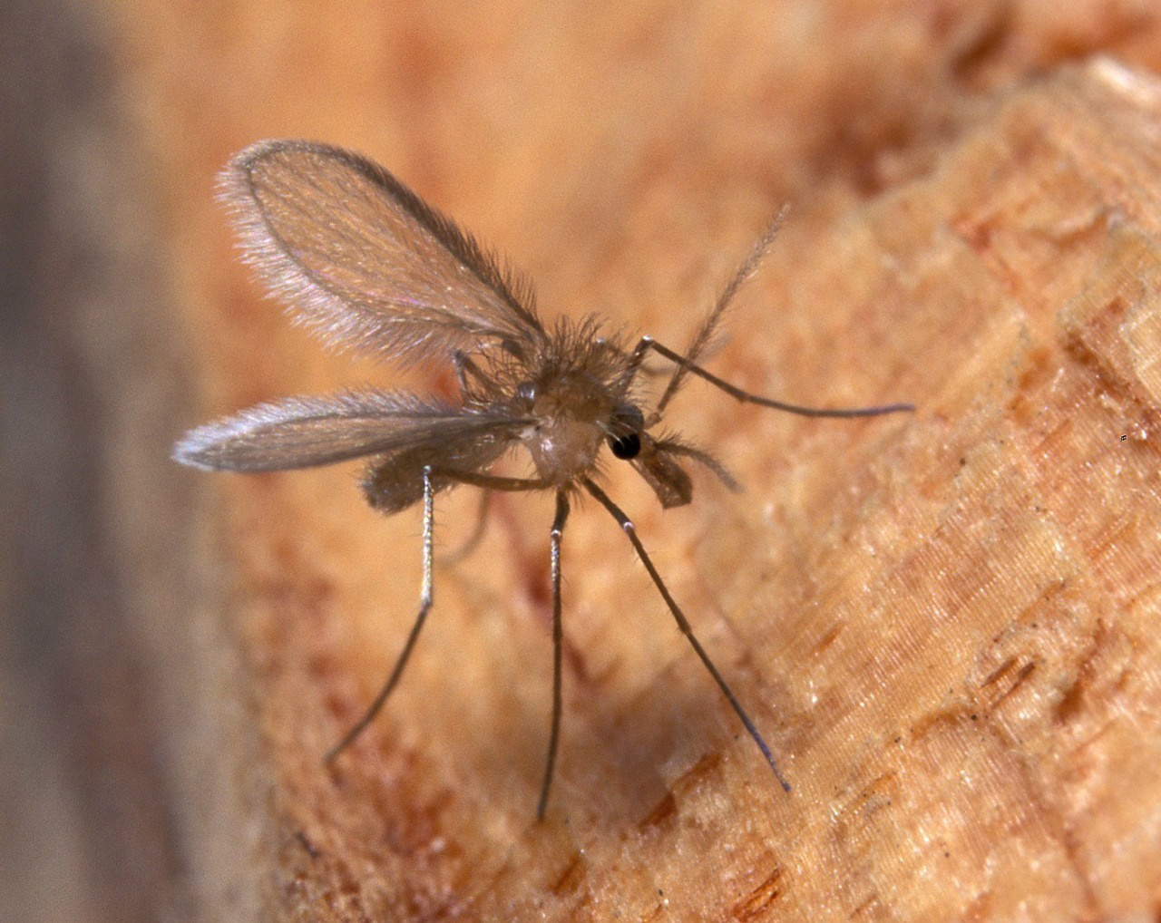 Mosquito fêmea do flebótomo, transmissor da Leishmaniose. (Foto: Assessoria)