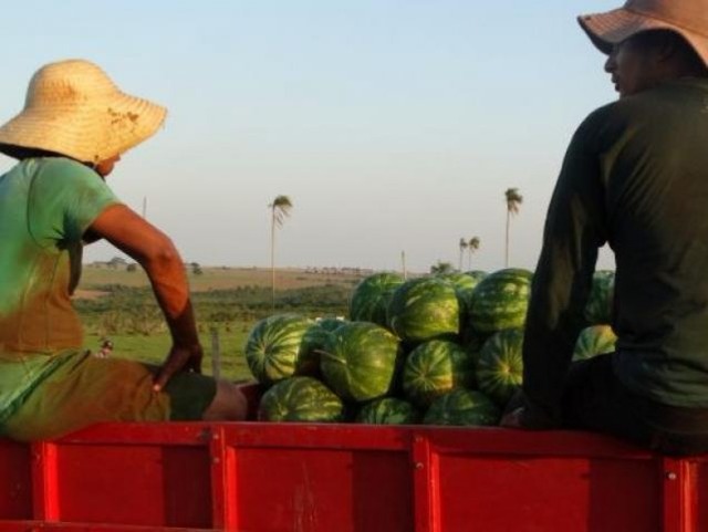 Agricultura familiar é caracterizada quando a gestão da propriedade é compartilhada pela família e a atividade produtiva é a principal fonte de renda. (Foto: Aline Lira)