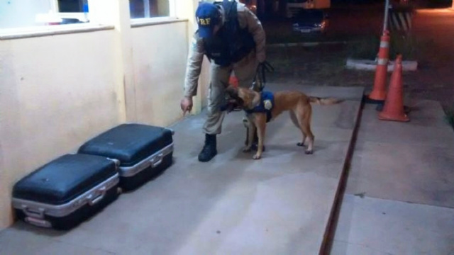 PRF dá comando para que a cadela Bella comece a farejar as malas apreendidas (Foto: Divulgação)