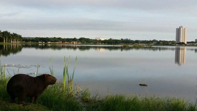 Um contraste urbano. Uma capivara na Lagoa Maior em Três Lagoas, nesta manhã. (Foto: Ricardo Ojeda) 