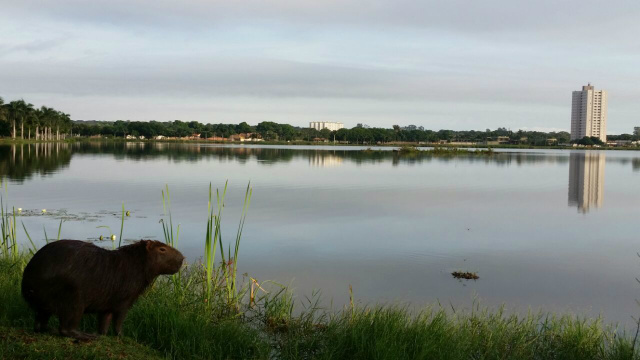 Mesmo com o calor, há previsão de chuva para hoje em Três Lagoas Um contraste urbano. Uma capivara na Lagoa Maior em Três Lagoas, nesta manhã. (Foto: Ricardo Ojeda)
