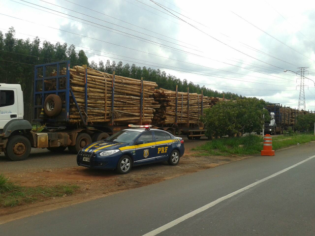 Caminhões carregados com toras de eucalipto são fiscalizados durante operação da PRF de Três Lagoas (Foto: Assessoria) 