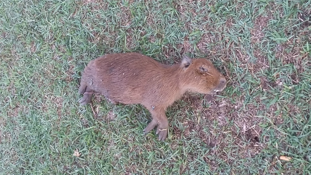 Filhote de capivara é atacado e encontrado morto na Lagoa Maior O animal apareceu morto nesta manhã (16) na Lagoa Maior, acredita-se que seria um ataque de outro animal. (Foto: Patrícia Miranda)