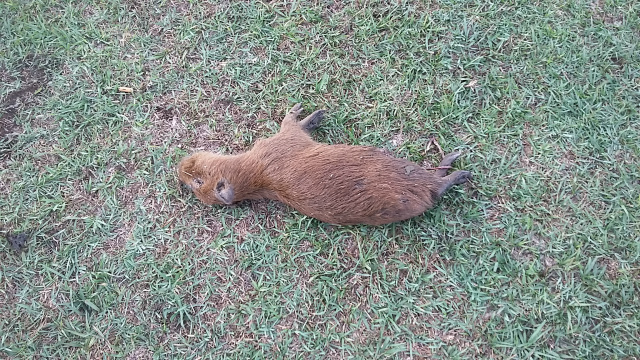 Filhote de capivara é atacado e encontrado morto na Lagoa Maior Quem fazia caminhada pela local, pode visualizar o animal morto próximos às margens da Lagoa Maior. (Foto: Patrícia Miranda)