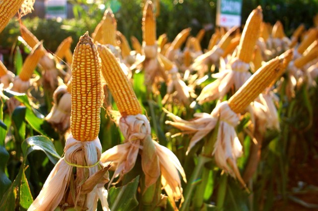 Colheita do milho safrinha avança em Mato Grosso do Sul (Foto: Aprosoja-MS/Divulgação)