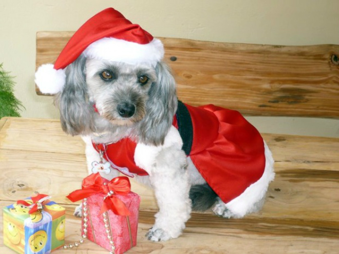 Cães e gatos entram no espírito do Natal vestidos a caráter em MS Poodle Luli fantasiada de mamãe noel
Foto: Gisele Marchewicz/arquivo pessoal