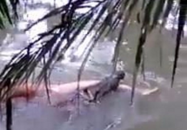 Crocodilo 'devolve' corpo de homem que ele havia atacado em rio Crocodilo com vítima humana na boca | Reprodução da internet