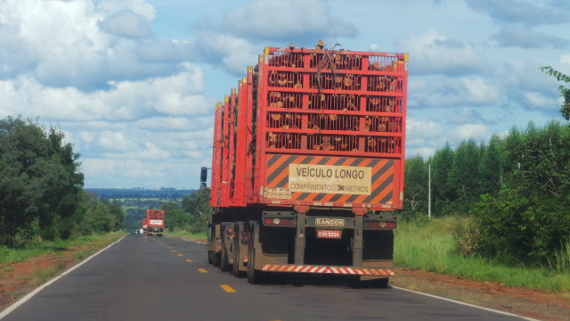 Embora , segundo o Dnit não é permitido a formação de comboios de carretas bi-trem a reportagem flagrou uma infração como mostra a imagem (Foto: Ricardo Ojeda) 