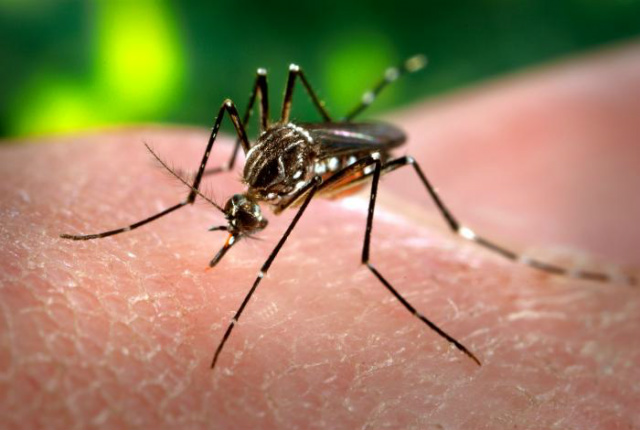 O mosquito Aedes Aegypti é transmissor da Dengue, Zika e Chikungunha (Foto: Divulgação/Assessoria) 
