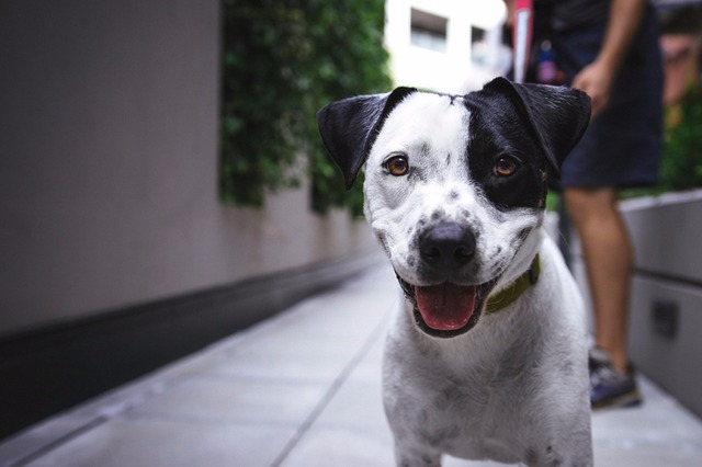 Animais de estimação vão poder entrar em restaurantes JUSTIN VEENEMA/UNSPLASH