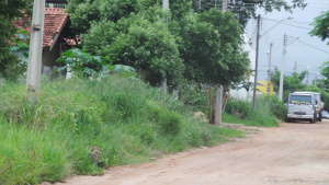 Ministério Público e prefeitura montam “força tarefa” para combater sujeira em Três Lagoas Mato na rua Josino da Cunha Viana é tão abundante que invade a rua (Foto: Ricardo Ojeda)