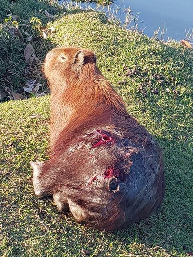 A capivara foi retirada da água e levada para a sede da PMA (Foto/Assessoria)