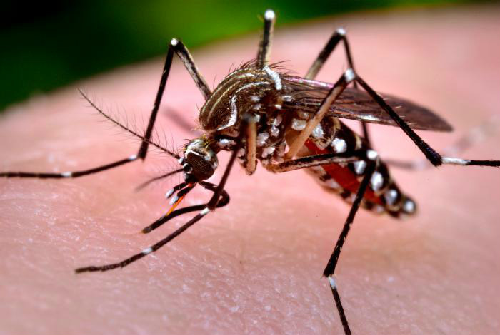 Em quatro meses, casos de chikungunya quase ultrapassam registros de 2014 O mosquito transmissor da Febre do Chikungunya é o Aedes aegypti, mesmo transmissor da dengue. ( Foto: Divulgação)