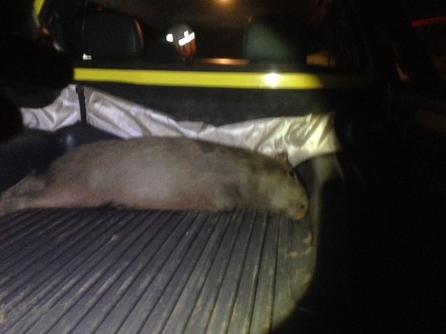 Animal foi recolhido após acidente no Aeroporto Internacional de Campo Grande (Foto: Humberto Figueiró/Arquivo Pessoal)