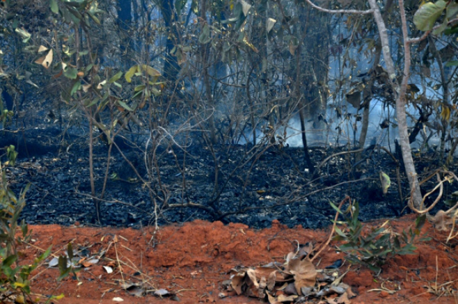 Incêndio em palhada atinge reserva natural em Chapadão do Sul Na reserva concentram uma grande variedade de animais, entre eles, um casal de onça pintada (Foto: O Correio News)
