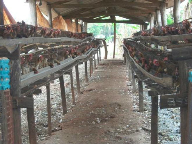 Polícia apreende 230 kg de carne e 307 dúzias de ovos Ovos impróprios para o consumo tiveram que ser destruídos (Foto: Polícia Civil / Divulgação)