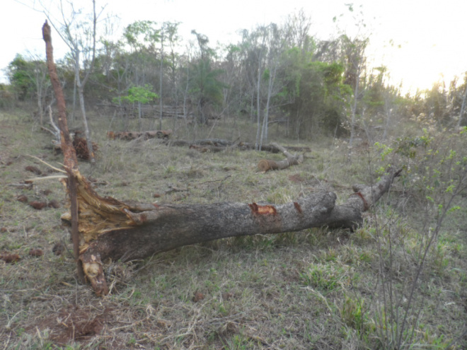 A madeira foi apreendida e as atividades foram interditadas (Foto: Divulgação/PMA)