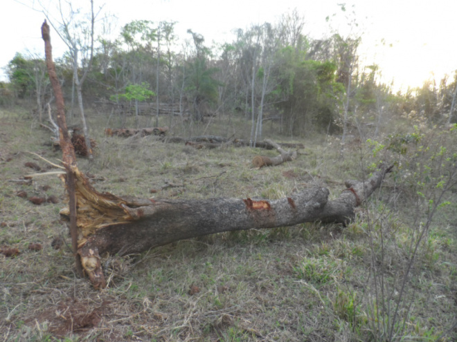 PMA autua fazendeiro por exploração ilegal de madeira A madeira foi apreendida e as atividades foram interditadas (Foto: Divulgação/PMA)