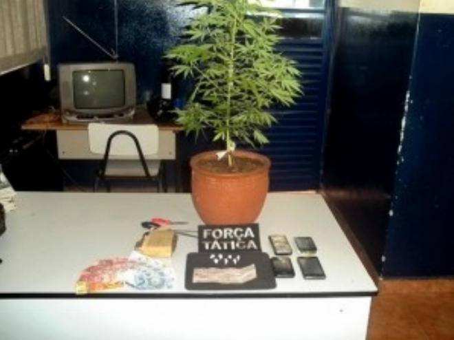 PM apreende jovem com plantação de maconha em casa Polícia Militar apreendeu diversos materiais, entre eles um pé de maconha (Foto: Divulgação/PM)