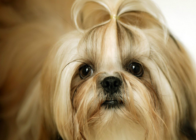 Durante furto em residência, cachorra da raça shitzy some A cachorra da raça shitzy estava na casa quando o furto ocorreu e o dono não encontrou mais o animal depois. (Foto: Ilustração/Divulgação)