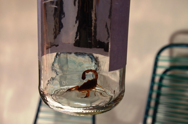 As equipes localizaram também e capturaram um escorpião (Foto/Assessoria)