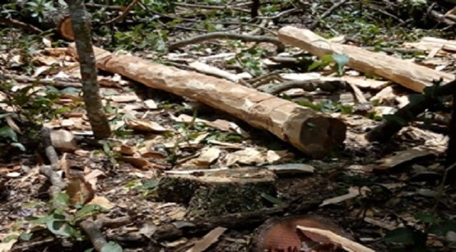 PMA autua infratores em R$ 26 mil por furto de madeira e uso de motosserra ilegal Assessoria de Comunicação da Polícia Militar Ambiental (PMA)