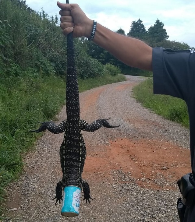 Policiais salvam lagarto com lata de leite condensado presa na cabeça Policiais salvam lagarto com lata de leite condensado presa na cabeça em Piedade — Foto: Polícia Militar/Divulgação