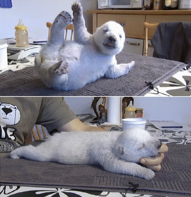 Zoo adota filhote de ursa polar sem leite Siku nasceu no mês passado no parque Skandinavisk Dyrepark Djursland, em Kolind
Foto: BBC