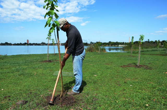 Circular da Lagoa Maior recebe plantio de 200 mudas de árvore nativas Serão ao total 200 mudas plantadas. No detalhe, o plantio de uma na Lagoa Maior. (Foto: Divulgação)