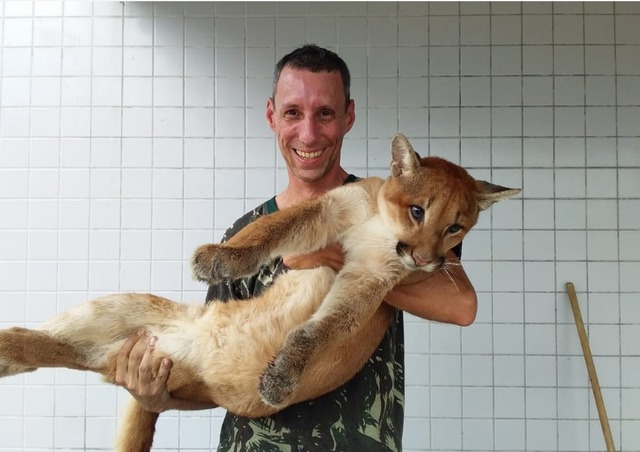 Onça é encontrada dormindo em telhado de empresa de Americana Veterinário segura a onça parda de 2 anos encontrada em uma empresa de Americana (SP) — Foto: Reprodução/EPTV