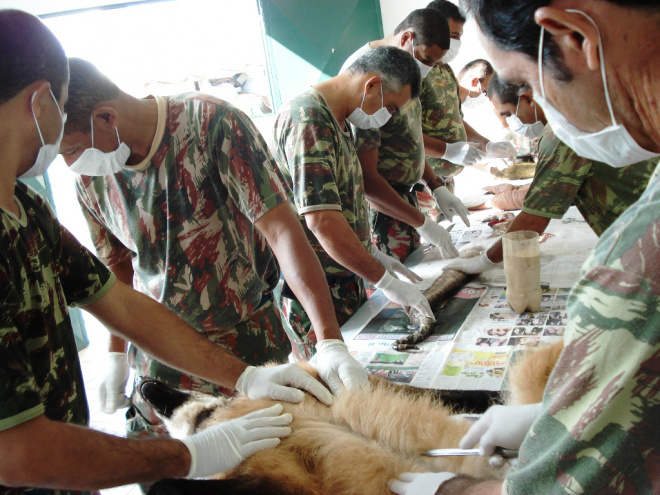 PMA realiza curso em Dourados para Policiais Ambientais A ideia deste tipo de trabalho de taxidermia é montar museus itinerantes de educação ambiental para ter um atrativo às crianças e adolescentes para discutir as razões que levaram àqueles animais a estarem mortos (Foto: Divulgação/PMA)