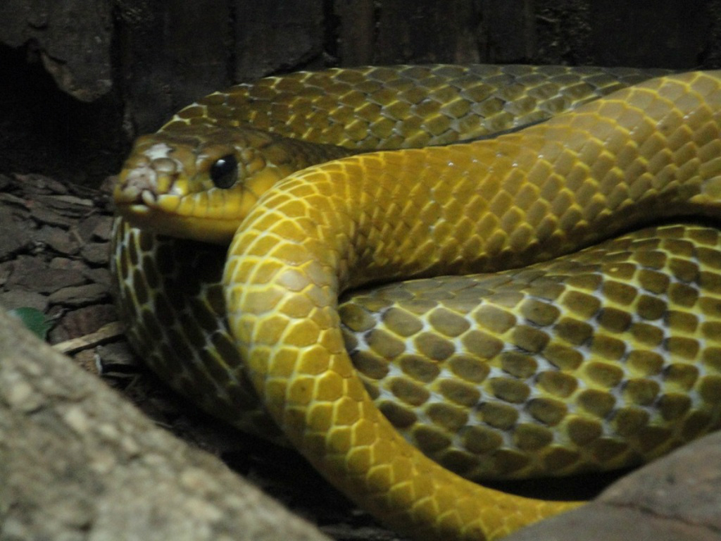 PMA captura serpente dentro de carro em oficina mecânica. (Foto:  Assessoria)