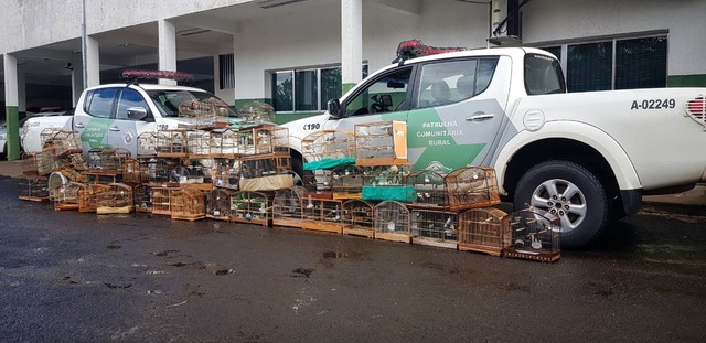 Treze pessoas são autuadas e 48 aves apreendidas durante torneio de canto de pássaros em Bauru 48 aves silvestres foram apreendidas em competição em Bauru — Foto: Polícia Ambiental/Divulgação