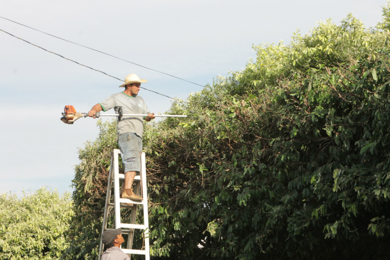 Com a podadora armada, Humberto realiza a poda de árvores, tendo como apoio o auxiliar Alifer (Foto: Edivelton Kologi)